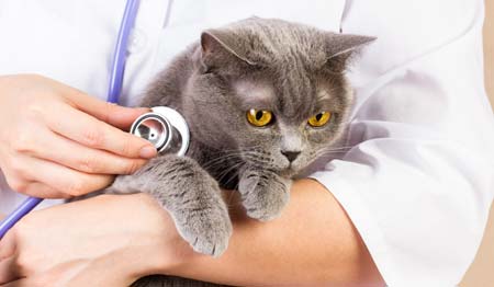 Katzenmedizin - Tierklinik Dr. Stadler