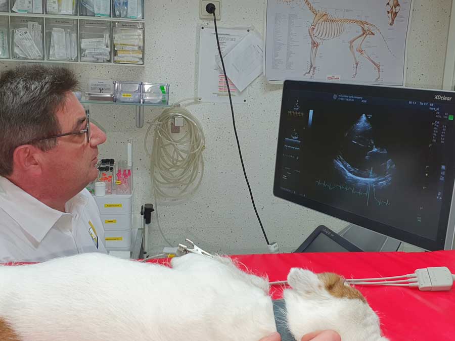 Kardiologie Untersuchung beim Hund