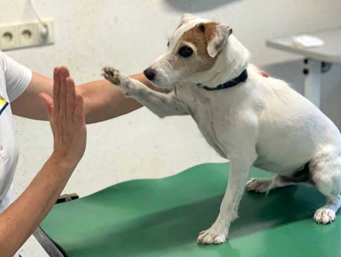 Hund gibt Pfötchen - Tierklinik Dr. Stadler